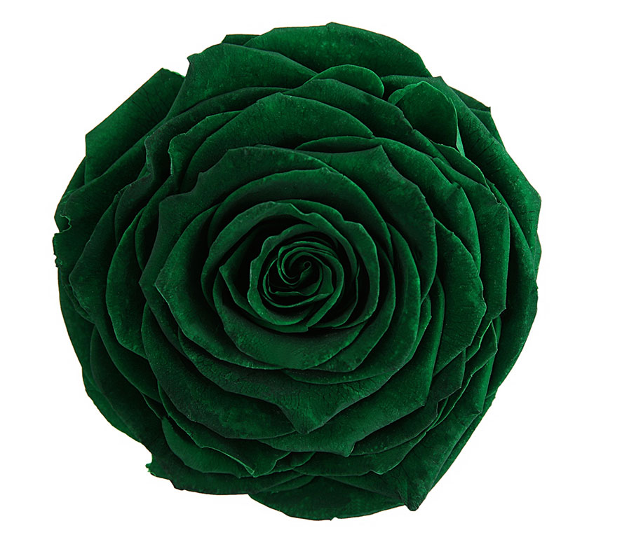 RK GREEN MOSS | Royal Roses