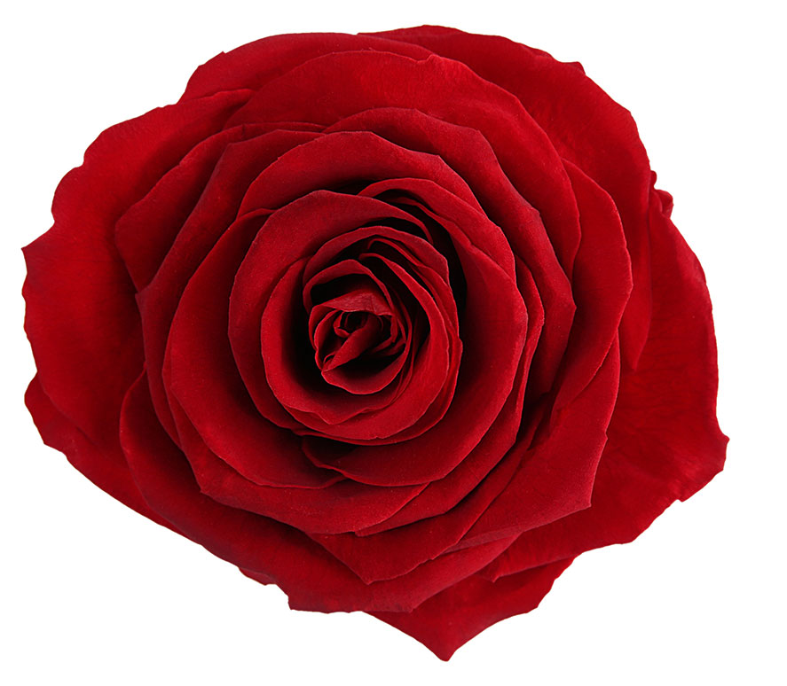 RK VIBRANT RED | Royal Roses