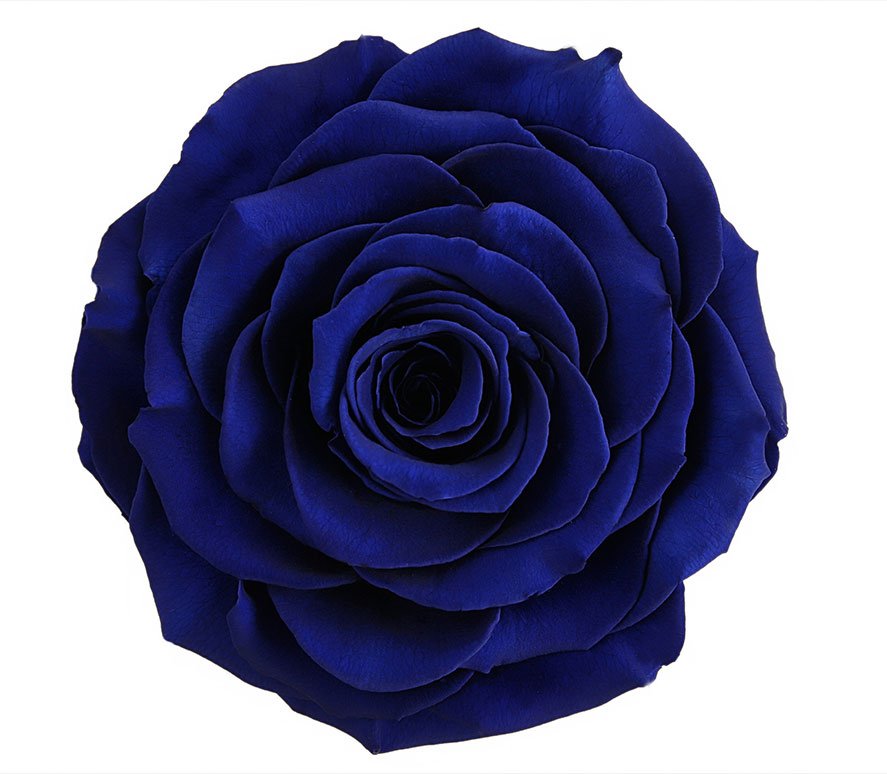 RR ROYAL BLUE | Royal Roses