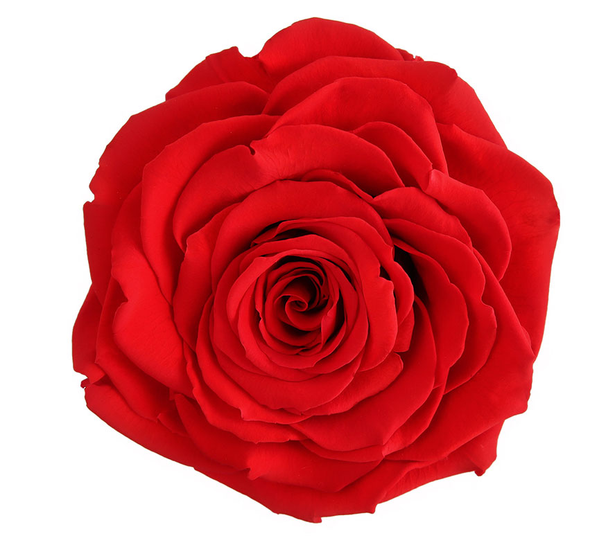 RR RUBY RED | Royal Roses